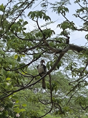 Western Red-billed Hornbill