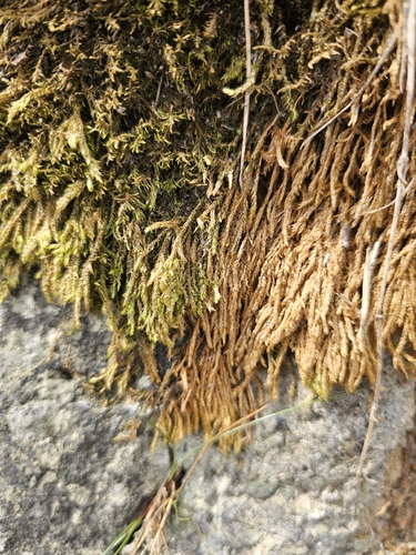 Hygrohypnum luridum observed 2026-07-26