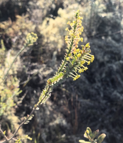 Struthiola argentea, photograph 6