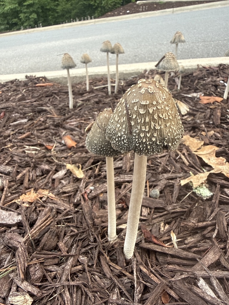 Magpie Inkcap