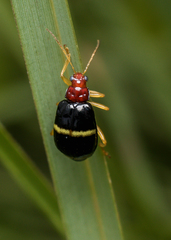 Gynandrobrotica