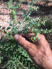 Phyllanthus fuernrohrii