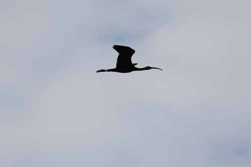 iNaturalist image