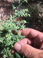 Phyllanthus fuernrohrii