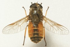 Hybomitra distinguenda