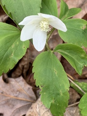 Anemonoides lancifolia