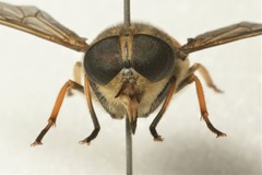 Hybomitra distinguenda