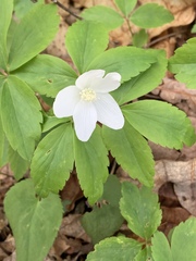 Anemonoides lancifolia