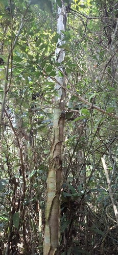 Piptadenia gonoacantha