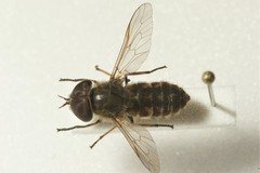 Tabanus maculicornis