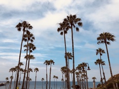 Washingtonia robusta