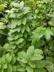 Pastinaca sativa sativa
