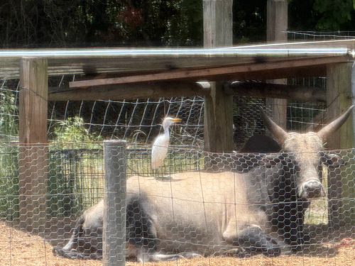 iNaturalist image