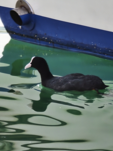 Eurasian Coot