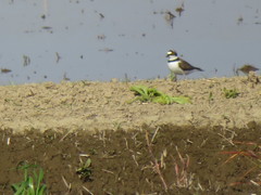 Charadrius dubius