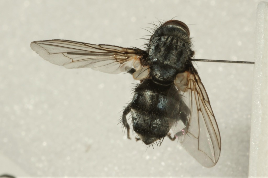 Nilea hortulana