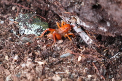 Cratomelus armatus