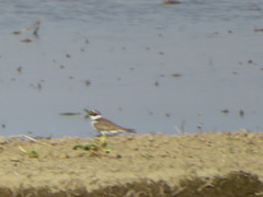 Charadrius dubius