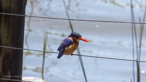 iNaturalist image