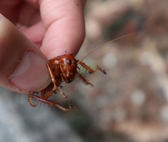 Cratomelus armatus