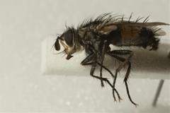 Linnaemya picta