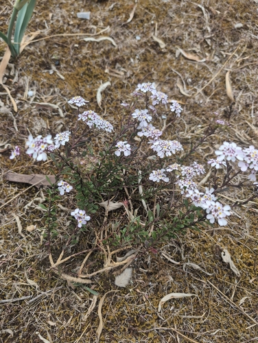 Iberis procumbens