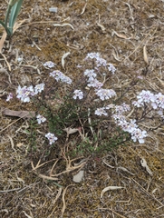 Iberis procumbens