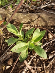Saponaria officinalis