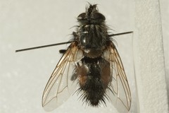 Linnaemya picta