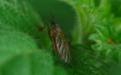 Empis trigramma