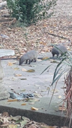 Egyptian Mongoose