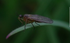 Empis trigramma