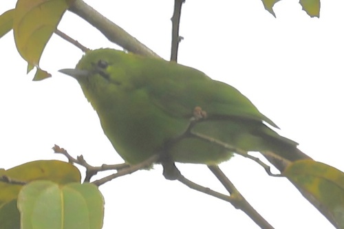 Lesser Green Leafbird