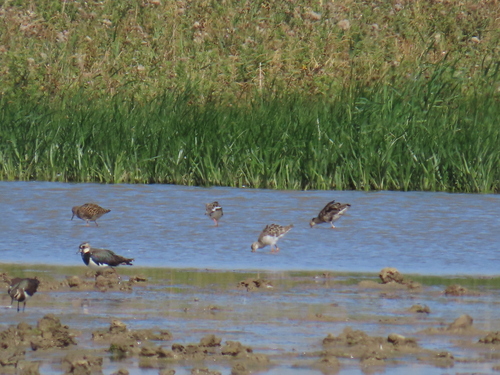 iNaturalist image