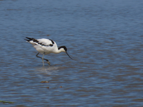 iNaturalist image