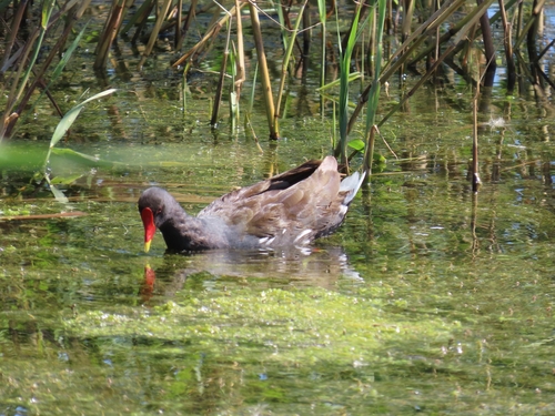 iNaturalist image