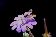 Sphaerophoria pyrrhina