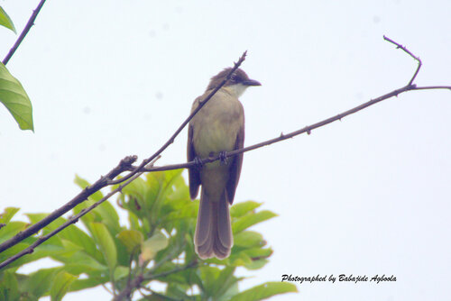 Simple Greenbul