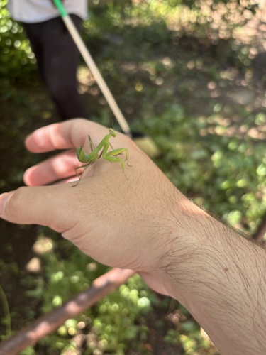 Transcaucasian Giant Mantis