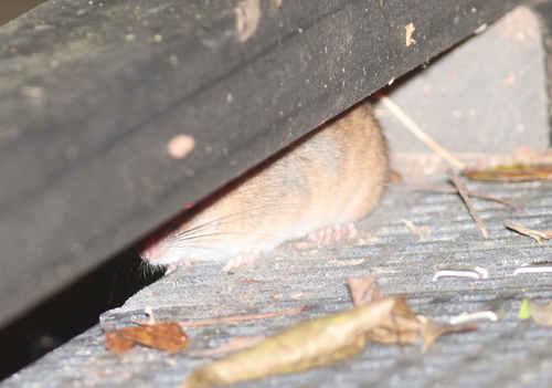 Fawn-footed Melomys