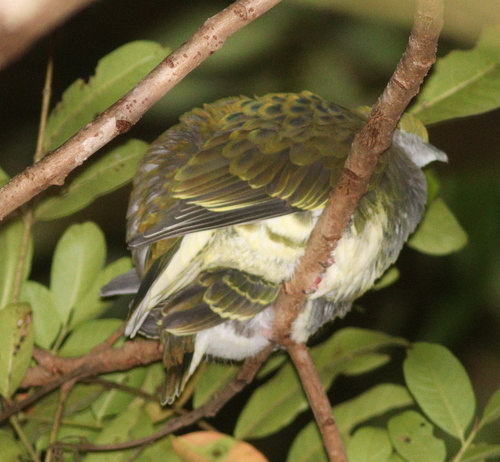 Superb Fruit Dove (Ptilinopus superbus), photo 4
