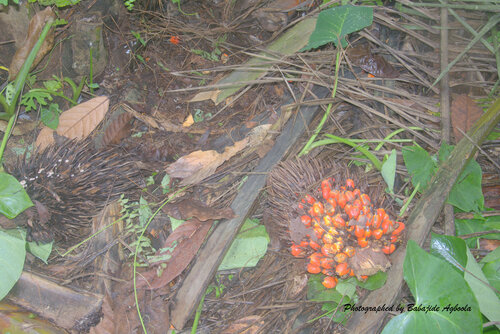 African oil palm