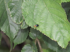 Paragetocera involuta