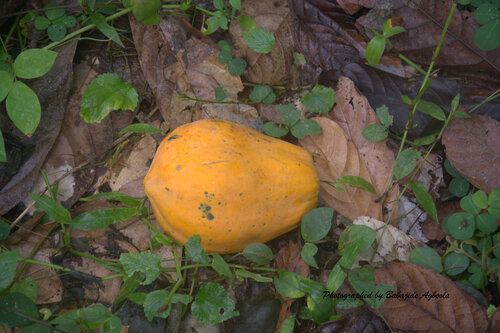 Papaya