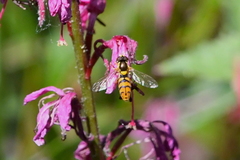 Sphaerophoria pyrrhina