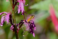 Sphaerophoria pyrrhina