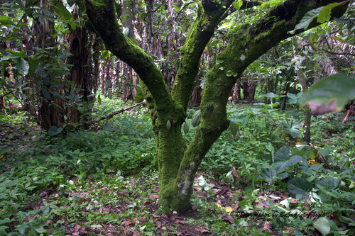 cacao tree