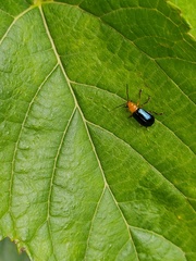 Paragetocera involuta