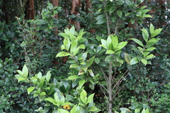 Myrceugenia planipes