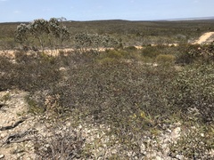 Eucalyptus improcera
